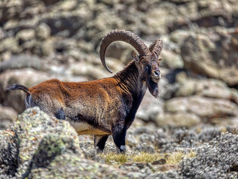 1-rare-walia-ibex-in-simien-mountains-ethiopia-artush-foto
