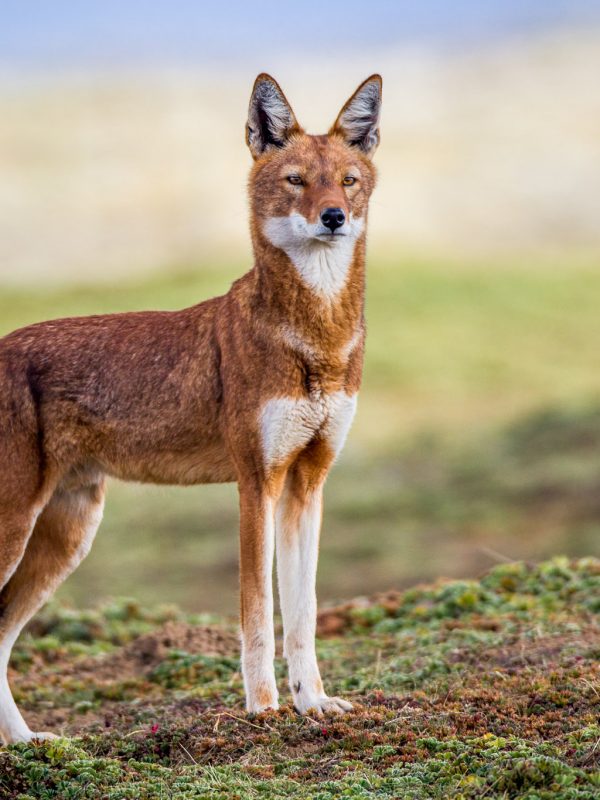 The Ethiopian Wolf.